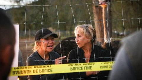 B.C. ostrich cull to go ahead: CFIA