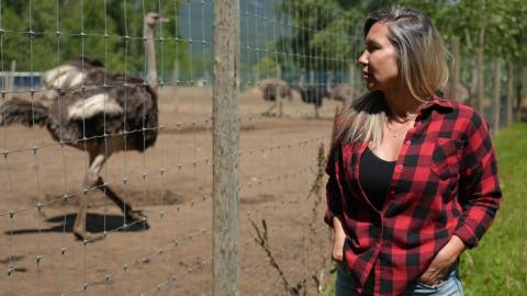 B.C. ostrich farm set to fight cull order in Federal Court of Appeal