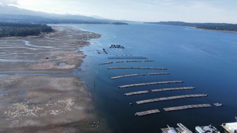 B.C. oysters are making people sick. The cause is disturbing