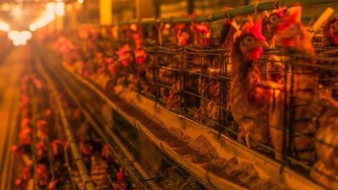 Beef, pork, chicken: the world loves cheap meat. If people knew what really goes in it, that love affair would be over