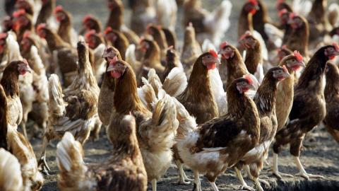 Belgium orders all poultry to be kept indoors over bird flu outbreak