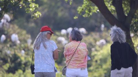 Bird Brain: New study finds birdwatching may boost brain health and slow cognitive aging