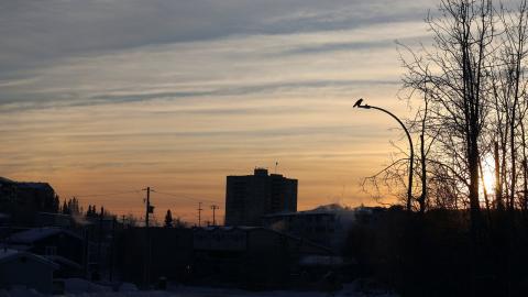 Bird flu detected in two Yellowknife ravens