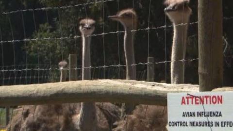 Bird flu in Canada: Should a B.C. flock be culled? These locals say 'yes'