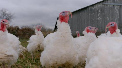 Bird Flu Is Back