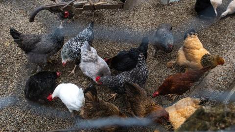 Bird flu is no longer an emergency, according to the U.S. CDC