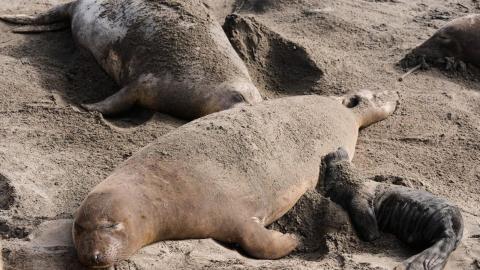 Bird flu outbreak in California elephant seals prompts officials to cancel popular tours