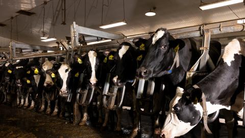 Bird Flu Viruses Raise Mounting Concerns Among Scientists