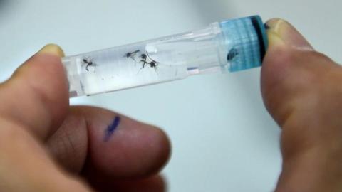 Brazil authorizes world's first single-dose dengue vaccine