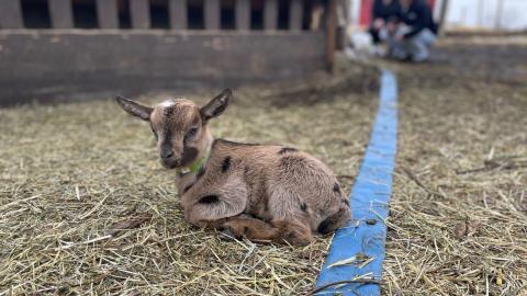 Calgary petting farm reopens after parasitic outbreak