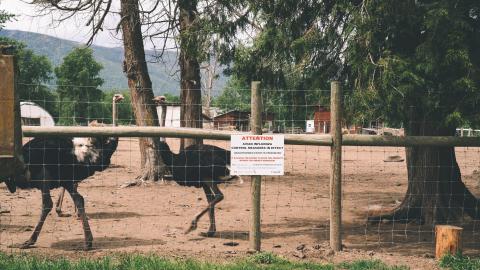 Canada's food safety agency warns it couldn't handle multiple emergencies