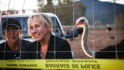 Canada’s Supreme Court will decide fate of ostrich flock hit by bird flu