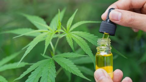 Cannabis works for back pain, in new studies