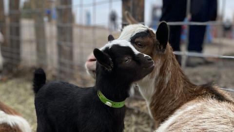 Case count climbs in outbreak of highly contagious parasite at Calgary petting farm