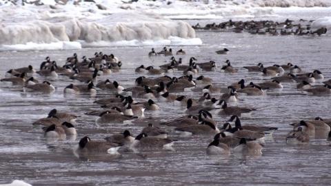 Central Elgin responding to reports of sick and deceased birds in Port Stanley, Ont.