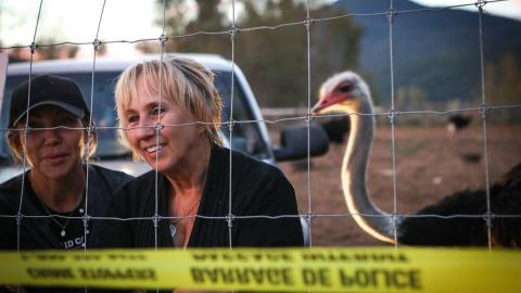CFIA prepares for cull on B.C. ostrich farm after outbreak of avian influenza