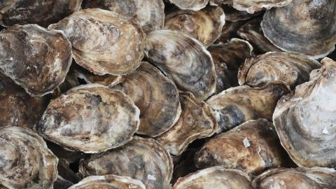 Climate change bringing oyster bacteria to Atlantic Canada
