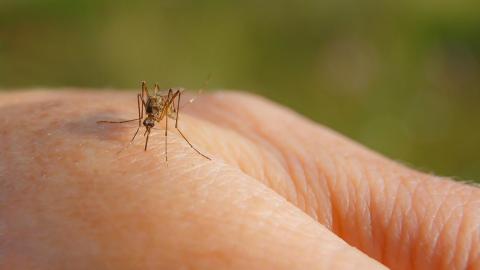 Climate change helps diversify, increase transmissibility of West Nile virus