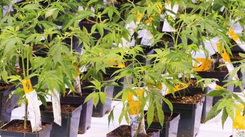 Companies with cannabis-based drugs eye IPOs, private funding boost after U.S. reclassification