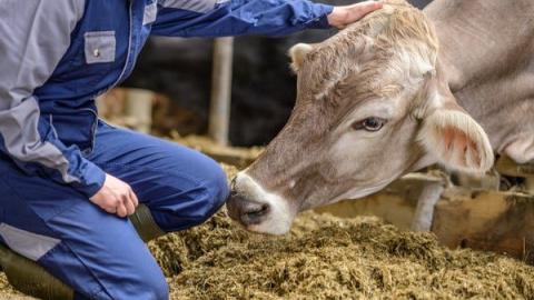 Could Bird Flu Spread between Humans? Here's What It Would Take
