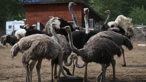 Creditors circle as cull controversy shines light on B.C. ostrich farmers' unpaid debts