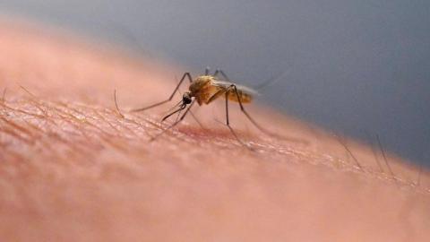 Dead crow tests positive for West Nile virus in Ontario.