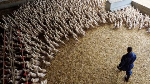Europe races to lock down poultry as bird flu takes hold