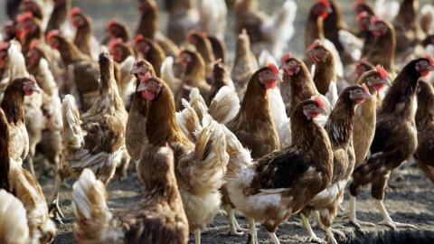 Europe sees decline in bird flu case detections