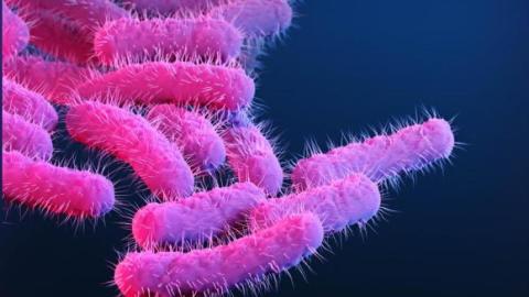 Extensively drug-resistant Shigella on the rise in US