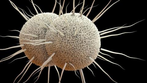 FDA approves first new gonorrhea drug in decades