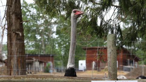 Federal Court of Appeal to hear arguments in B.C. ostrich farm avian flu case