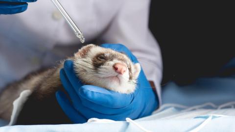 Ferret study suggests seasonal flu immunity may protect against severe H5N1 infection
