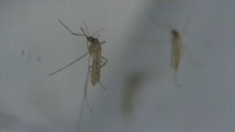 First human case of West Nile virus reported in Hamilton