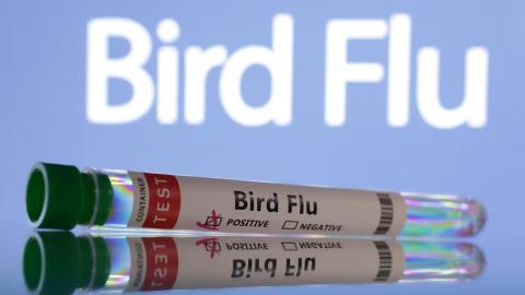 France reports bird flu outbreak on northern farm