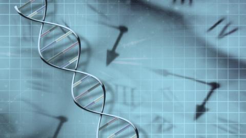 Genes influence human lifespan far more than thought, new study suggests