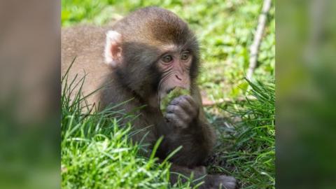 Granby Zoo issues warning about Japanese macaque following possible Herpes B virus exposure