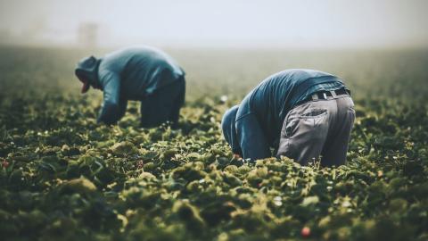 Health Canada claws back requirement for industry to provide agricultural workers access to pesticides safety information