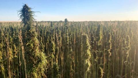 Health Canada launches consultations on cutting red tape around hemp