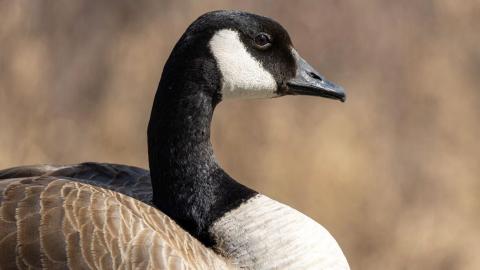 Here's how zoos are protecting birds from avian flu