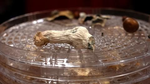 How Psychedelics Affect the Brain