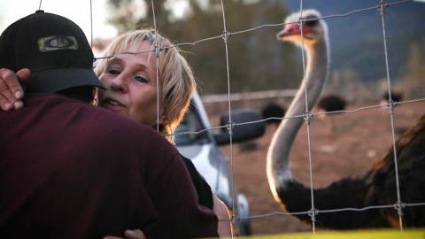 How the Ostrich Farm Cull Has Unleashed Threats of Violence