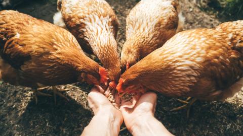 Human H5N1 avian flu cases can be asymptomatic, and the virus likely spreads among people