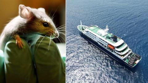 Human-to-human transmission of killer hantavirus suspected in cruise ship outbreak. Here's what that means