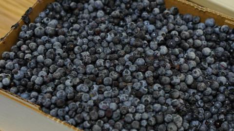 If food is medicine, how about a prescription for blueberries? N.S. researchers hope that's the future
