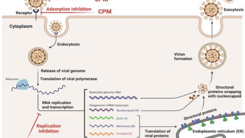 Intranasal Chlorpheniramine for Early Symptomatic Treatment of COVID-19 and the Impact on Long-COVID
