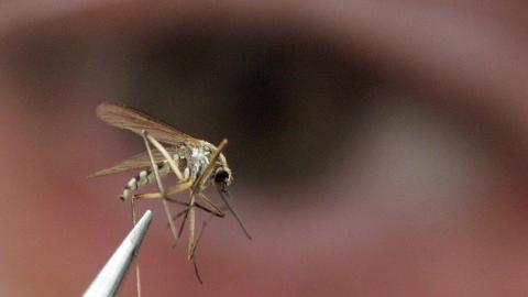 Invasive mosquitoes and brain-swelling virus detected in B.C.'s Sea-to-Sky region