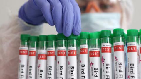 Iran reports bird flu outbreak in poultry