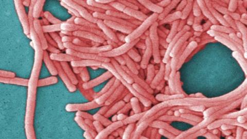‘It loves water’: Summer heat waves could lead to legionnaire outbreaks, expert says
