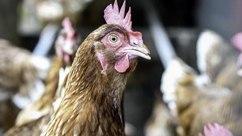 Italy tracks first European human H9N2 avian flu case
