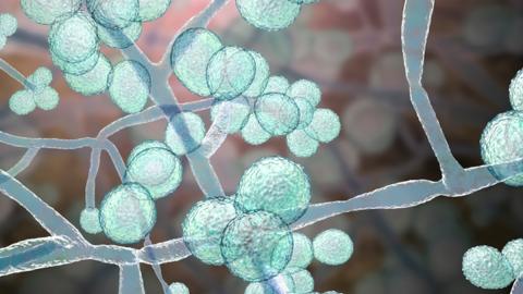 Killer fungus becoming more infectious and spreading worldwide